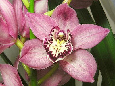 Cymbidium Orchidee Flower